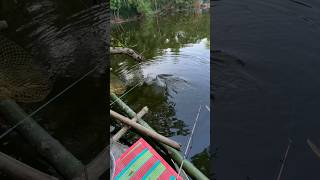 bigfish fish fishing shortsvideo shorts fisherboy carpfishing shortsvideo onefishtwofishred [upl. by Nosaj]