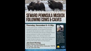 Seward Peninsula Muskox  Strait Science Dec 8 2022 [upl. by Maynord]