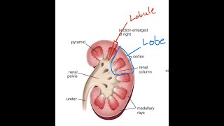 Differences between the renal lobe and renal lobule [upl. by Sudnor]