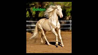 Akhal teke different colourdifferent colour akhal tekehorseshortsviralvideo [upl. by Casey18]