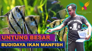 Budidaya Ikan Manfish Omset Bisa Jutaan Rupiah [upl. by Murrell]