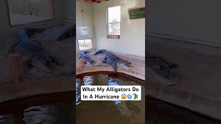 What My Alligators Do In A Hurricane 😱🌀🐊shorts hurricane [upl. by Ttegirb]