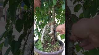 FICUS BENJAMINA 🪨 🌿 bonsai inspirasibonsai tree [upl. by Nadabas693]