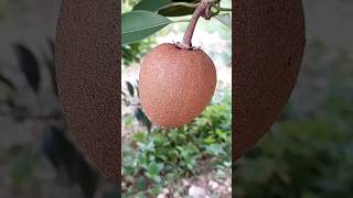 Naseberry youtubeshorts short farming food home viral kitchen diy asmr trending fyp [upl. by Holladay56]