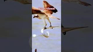 Quran tilawat tilawat quran best voice youtubeshorts beautifulrectitation birds eagles [upl. by Aisereht680]