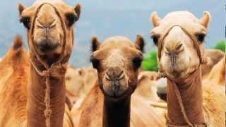 Camel facts [upl. by Earized]