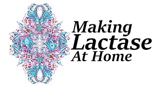 How to Make Lactase at Home [upl. by Eerrahs]