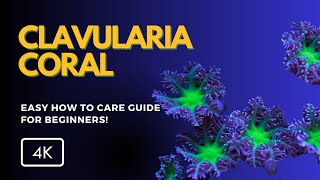 All About Clavularia Coral Clavularia spp Care Growth and Tips for Your Reef Tank [upl. by Eniagrom830]