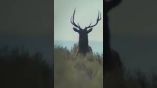 outdoors elk elkhunting facts bullelk [upl. by Alletsyrc]