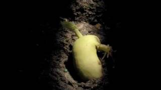 Timelapse Phaseolus Runner Bean Hypogeal germination [upl. by Ashman119]