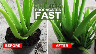 How To Propagate Aloe Vera Fast [upl. by Jun]