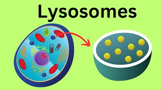 Lysosomes Parts of the Cell [upl. by Tavie737]