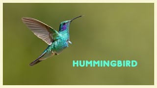 Colorful hummingbird sounds flying near flowers [upl. by Jo-Ann]