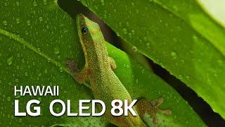 LG OLED 8K  HAWAII 8K HDR 60fps  LG [upl. by Huberto]