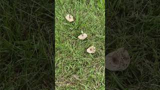 What are fairy rings Here’s a fast explanation mushroomhunting mushroomforaging fungus mushroom [upl. by Eillo]