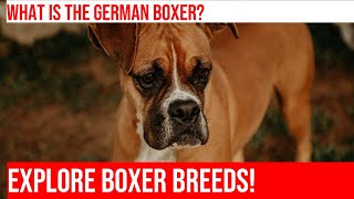 Explore the Differences Between Boxer Breeds and Varieties [upl. by Casia]