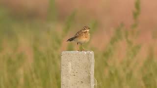 Paddyfield pipit Anthus rufulus call vasai maharashtra nov 2024 [upl. by Soisinoid18]