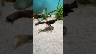 James Bond pleco L14 wild music love travel fish aquarium trending comedy cinema song tv [upl. by Namyl]