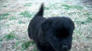 Cutest Puppy Dog Playing Lab Chow mix [upl. by Eliseo]