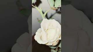 Rose flower plant flowers rose garden gardening nature shortvideo plantsflowerplants plants [upl. by Prader]