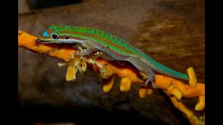 BLUE TAILED DAY GECKO UNBOXING Phelsuma cepedianaBEST PICTURE AT THE END [upl. by Eceer]