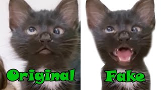 Cat Meme FAKE vs Original  Crossed Eyed Meme Cat [upl. by Giglio]