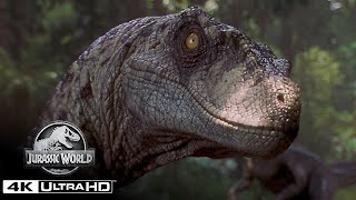 The Best Velociraptor Scenes in 4K HDR  Jurassic World [upl. by Corell]