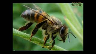 Abelha Africana Segredos Mistérios e Importância para o Ecossistemaquot🐝🐝 [upl. by Pytlik333]