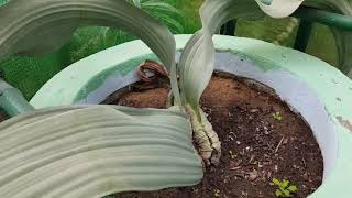 Rare plant video see Indias only specimen of Welwitschia mirabilis that survived the Dinosaurs [upl. by Aihsemak]