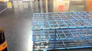 Lab Protocol  Starch Detection Assay Unit 4 Macromolecules [upl. by Jeraldine]