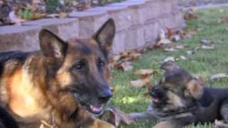 Best Dog Training Video Ever  11 week old trained German Shepherd puppies [upl. by Shakespeare]