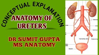 URETER  ANATOMY [upl. by Hughes]