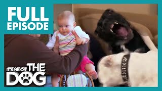 The Fighting Bulldog Sisters Attack Baby😱  Full Episode  Its Me or The Dog [upl. by Fiore]