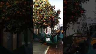 El futuro del campo es esta máquina 🍎🤯😳naturaleza plantas [upl. by Aronel]