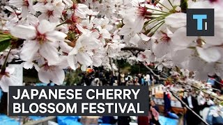 Going To A Cherry Blossom Festival In Japan [upl. by Lamp]