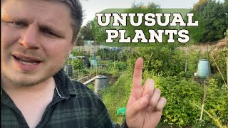 Allotment Tour and My Unusual Plants [upl. by Alegnat]