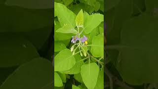 Solanum pubescens Family Solanaceae [upl. by Hegarty]