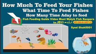 How much to feed your fish How to feed and what to feed your fish [upl. by Niltiak898]