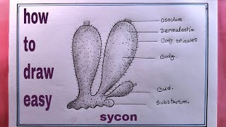 how to draw porifera easilydraw sycon diagram [upl. by Assirehc]