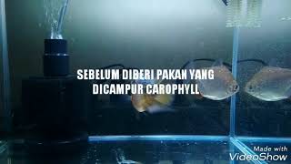 SEBELUM amp SESUDAH PEMBERIAN CAROPHYLL KE IKAN LOUHAN [upl. by Bat188]