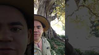 Moreton Bay Fig Part 13 nature australia [upl. by Korwun]