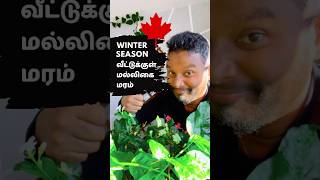 How to protect indoor plants from winter 🇨🇦 Canada Tamil Vlog [upl. by Mady971]