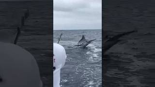 Huge marlin released off Salinas [upl. by Aihsatsan]