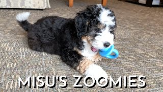 9 Week Old Bernedoodle Puppy Zoomies Versus 9 Month Old Bernedoodle Zoomies [upl. by Yortal95]