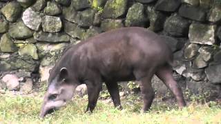 On Location The South American Tapir [upl. by Milty]