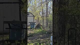 Rabbit Climbing On Wood Pile 🪵 🐇 Bunny Rabbit [upl. by Eugeniusz527]