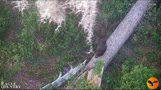 Meadow falls but is safe and sound Eagle Country LIVE Bald Eagle Cam Bayhead Cam  Remote Cam [upl. by Guadalupe]