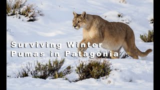 Trailer quotSurviving Winter Pumas in Patagoniaquot [upl. by Aicileb]