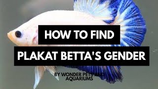 Lets learn to Identify the Gender of Plakat Betta [upl. by Iohk]