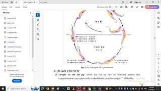 Trypanosoma and life cyclekingdom protista [upl. by Sharp512]